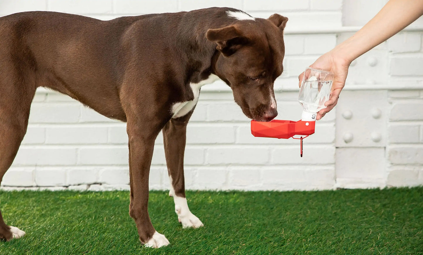 Pet Water Bottle